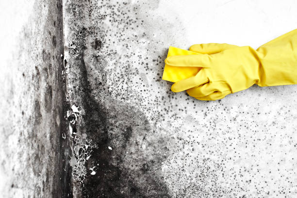 Best Water Damage & Mold Remediation  in Whittingham, NJ