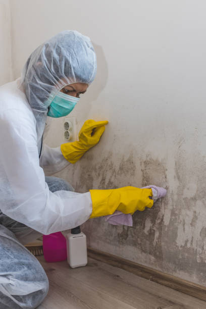 Best Mold Prevention Services  in Whittingham, NJ