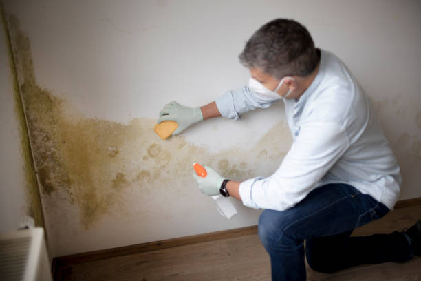 Best Mold Remediation for Healthcare Facilities  in Whittingham, NJ